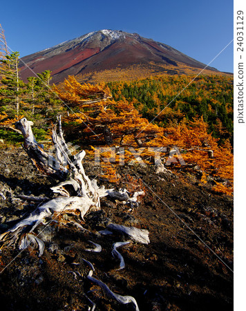 Autumn of Fukui Fuji Autumn of Fukui Fuji 24031129