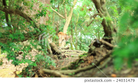 鹿的Bambi 24031479