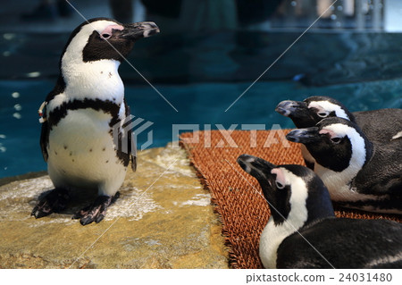 企鵝老師 24031480