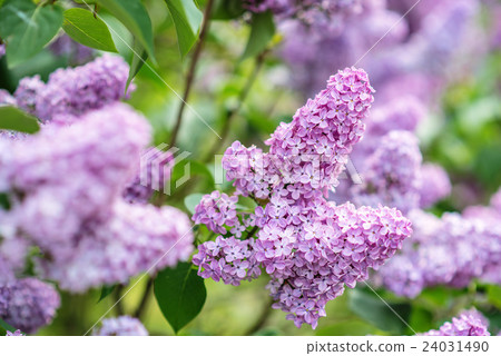 Green branch with spring lilac flowers 24031490
