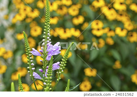 Hanatraneo(花虎尾巴) Hanatraneo(花虎尾巴) 24031562