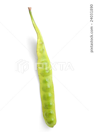 parkia speciosa seeds 24031890