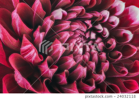 Dark red flower petals, macro of chrysanthemum Dark red flower petals, macro of chrysanthemum 24032118