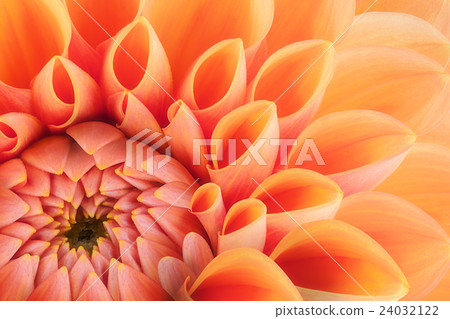 Orange flower petals, macro of chrysanthemum Orange flower petals, macro of chrysanthemum 24032122