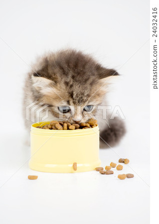 Little Pomeranian dog and Persian cat eating food  24032416