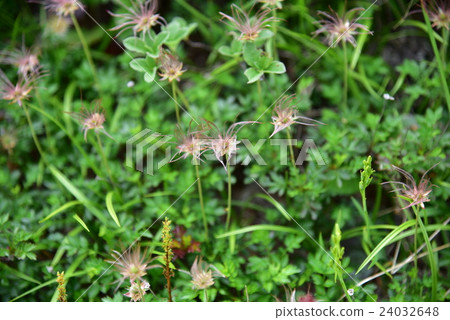 Oze的花Tingleuma Oze的花Tingleuma 24032648