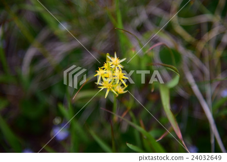 Oze的花Kinkoka 24032649