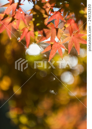 Autumn leaves fall image 24032830