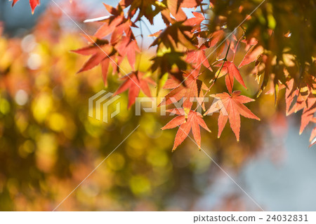 Autumn leaves fall image 24032831