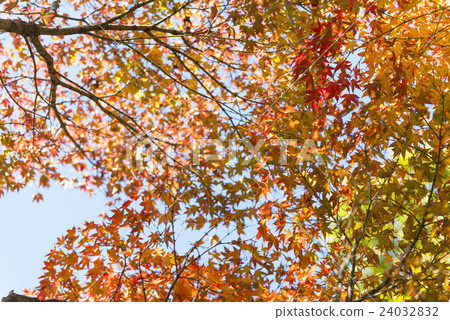 秋葉秋天圖像 24032832