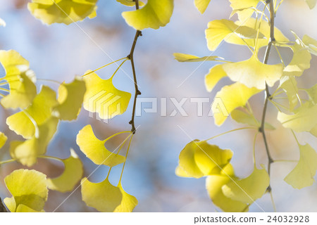 銀杏的黃葉落下圖像 24032928