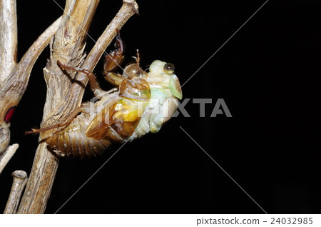 夏天的傍晚暑假連續照片的標准出現免費研究（從側面）8/39頁 24032985