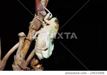 Summer evening Summer vacation Continuous photograph of emergence of standard cicadas of free research (from the side) 29 / 39th sheet Summer evening Summer vacation Continuous photograph of emergence of standard cicadas of free research (from the side) 29 / 39th sheet 24033006