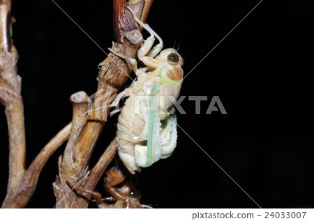 Summer evening Summer vacation Continuous photograph of emergence of standard cicadas of free research (from the side) 30 / 39th sheet 24033007