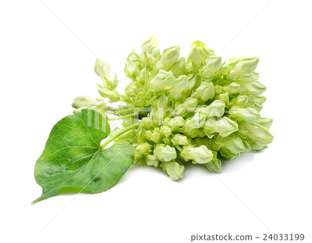 Cowslip creeper isolate on white background 24033199