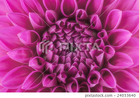 Purple flower petals, macro of chrysanthemum 24033640