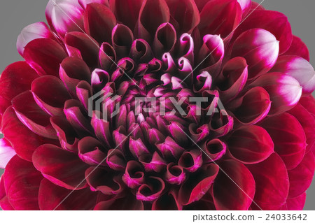 Dark red flower petals, macro of chrysanthemum 24033642