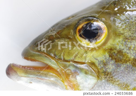 令人毛骨悚然的吻和魚眼源自北美的外來魚誘餌釣魚的良好目標外來物種的規格 24033686