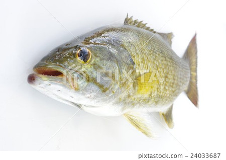 Total overhead view of outbursts External fish originating in North America Good target of lure fishing Specification of alien species Total overhead view of outbursts External fish originating in North America Good target of lure fishing Specification of alien species 24033687