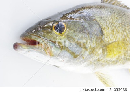 Scrubberhead overhead view Native fish of native origin Lure fishing good target Specified alien species 24033688