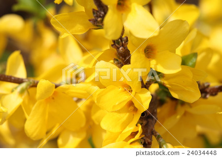 Forsythia Forsythia 24034448