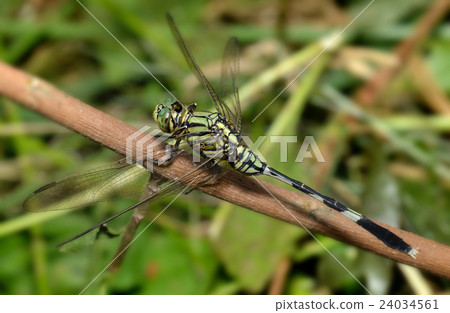 Colorful of Dragonfly in nature Colorful of Dragonfly in nature 24034561