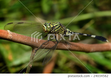 Colorful of Dragonfly in nature 24034562