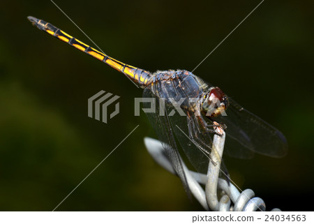 Colorful of Dragonfly in nature 24034563