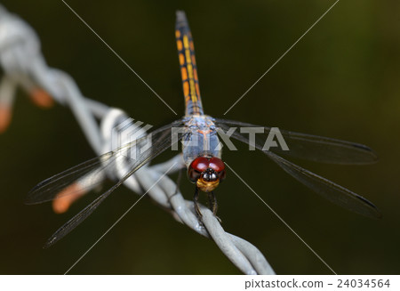 Colorful of Dragonfly in nature 24034564