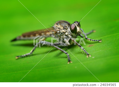 Nature fly on the banana leaf 24034565