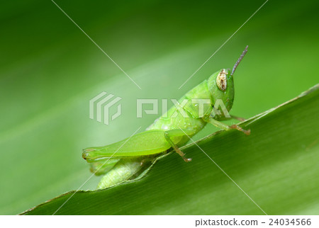 Small green grasshopper hanging on the leaf 24034566