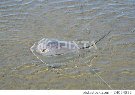 Stingray (Tama River estuary / Ota Ward, Tokyo) 24034852