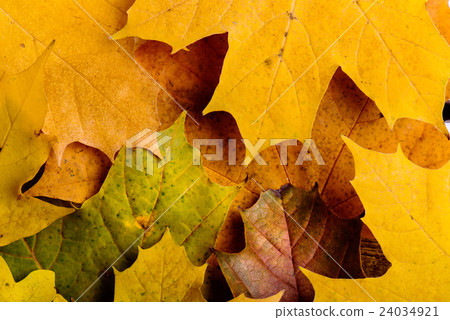 Autumn composition, colorful maple leaves. Studio 24034921