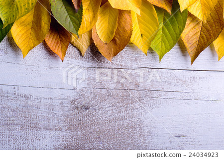Autumn composition. Various colorful leaves 24034923