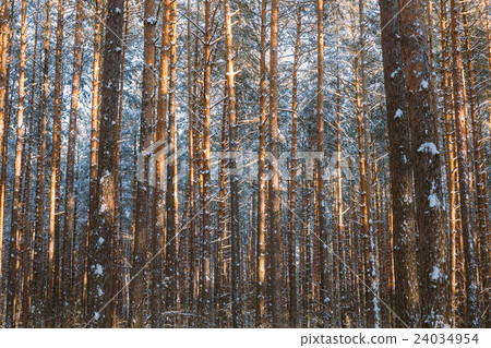 Trunks And Branches Of Pine Trees Covered With 24034954