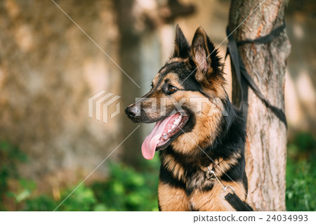 Medium Size Long-Haired Mixed Breed Black And Red 24034993