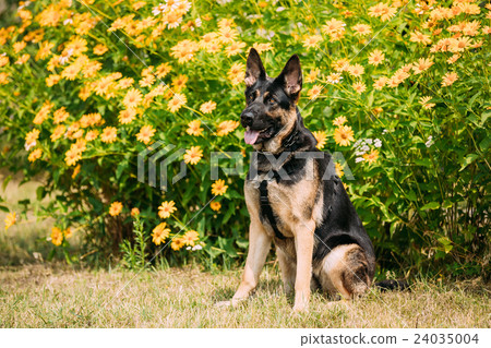 Purebred German Shepherd Dog, Alsatian Wolf Dog 24035004