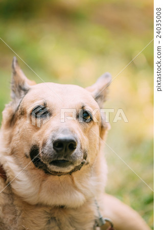 Close Up Of Medium Size Mongrel Mixed Breed Short 24035008