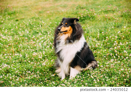 Tricolor Rough Collie, Scottish Collie, Long 24035012