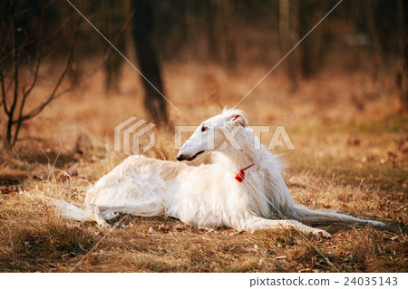 Dog Russian Borzoi Wolfhound Head, Outdoors Spring 24035143