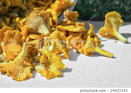 few orange chantarelles 24035391