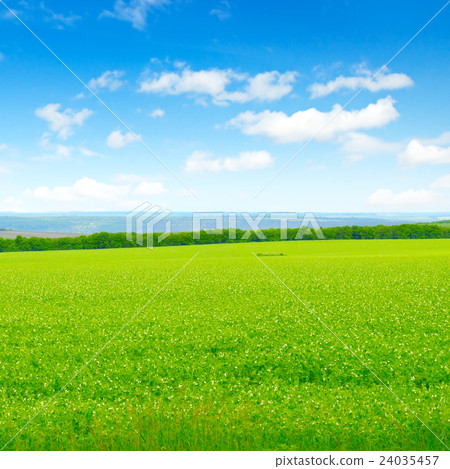 green field and blue sky with light clouds green field and blue sky with light clouds 24035457