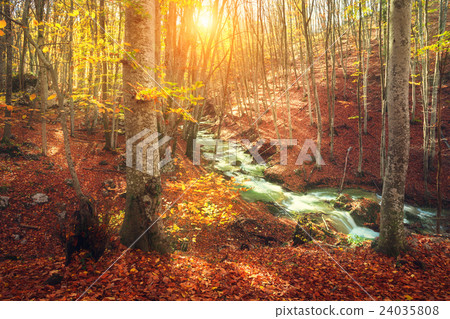 Colorful autumn landscape with forest and  river 24035808