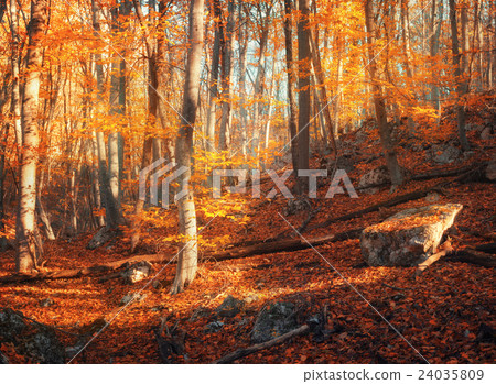 Colorful autumn landscape. Forest at sunset 24035809