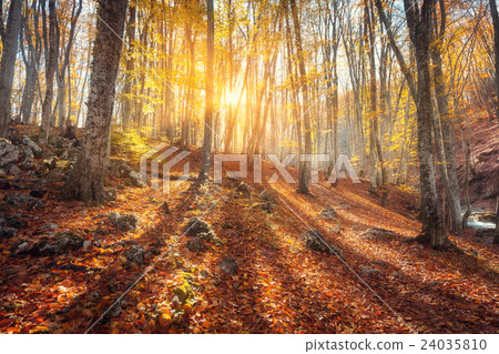 Colorful autumn landscape. Forest at sunset Colorful autumn landscape. Forest at sunset 24035810