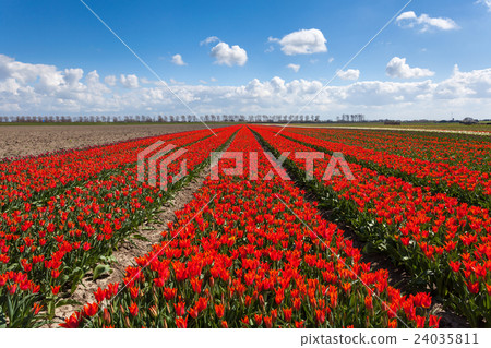 Tulips. Beautiful colorful red flowers Tulips. Beautiful colorful red flowers 24035811