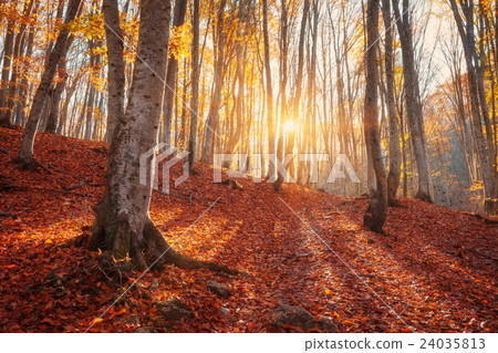 Colorful autumn landscape. Forest at sunset Colorful autumn landscape. Forest at sunset 24035813