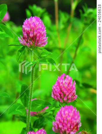 Red mackerel (Murasakisumexa) 24036618