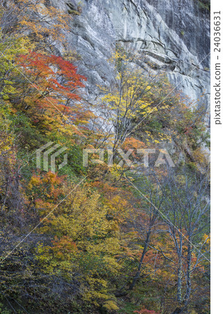 秋天色的後面下擺花谷和露出 24036631