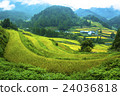 Spreading rice terraces 24036818